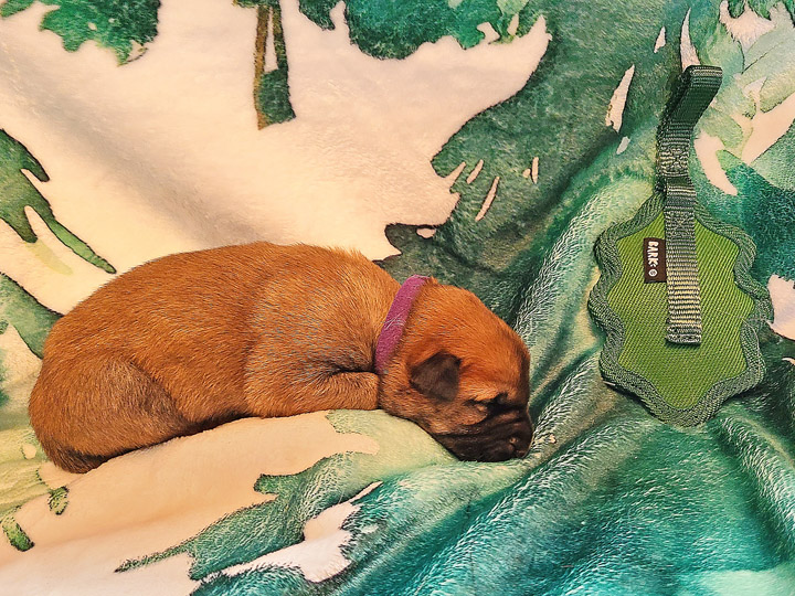 chinook puppy